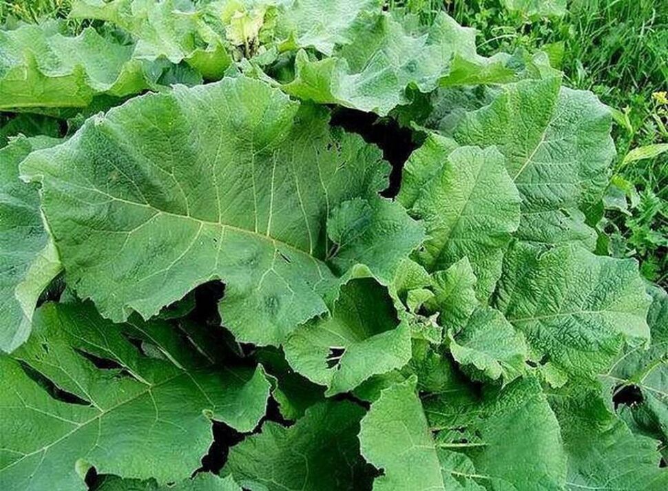 Burdock leaves - folk remedy for varicose veins
