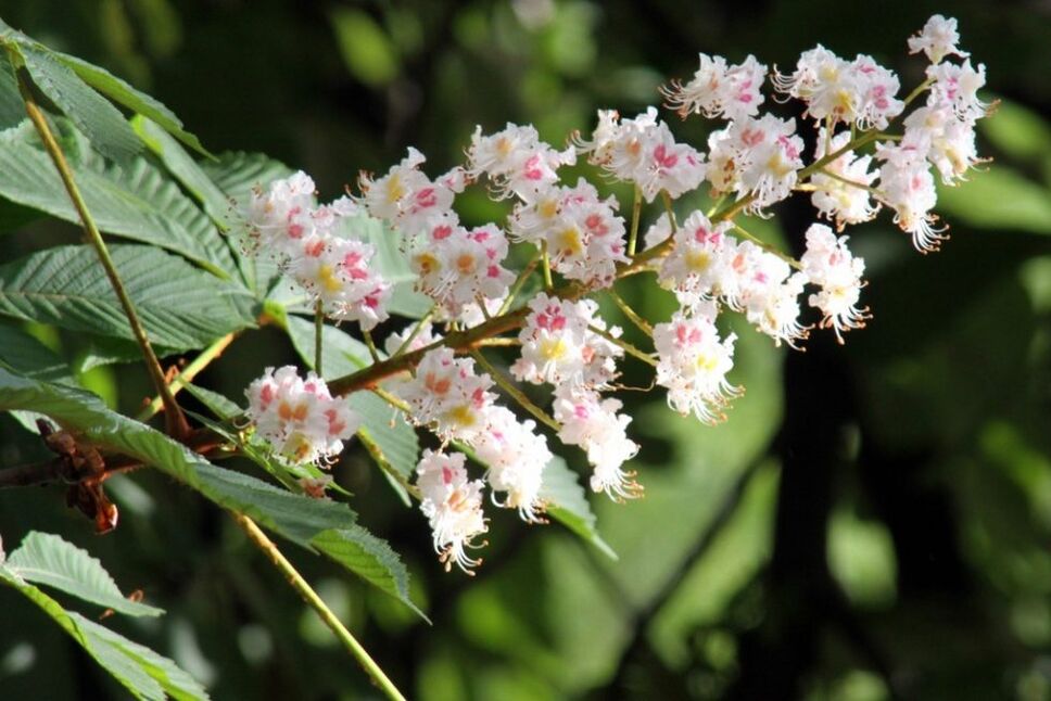 Chestnut flowers prevent varicose veins at home