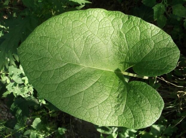 Burdock leaves to treat varicose veins