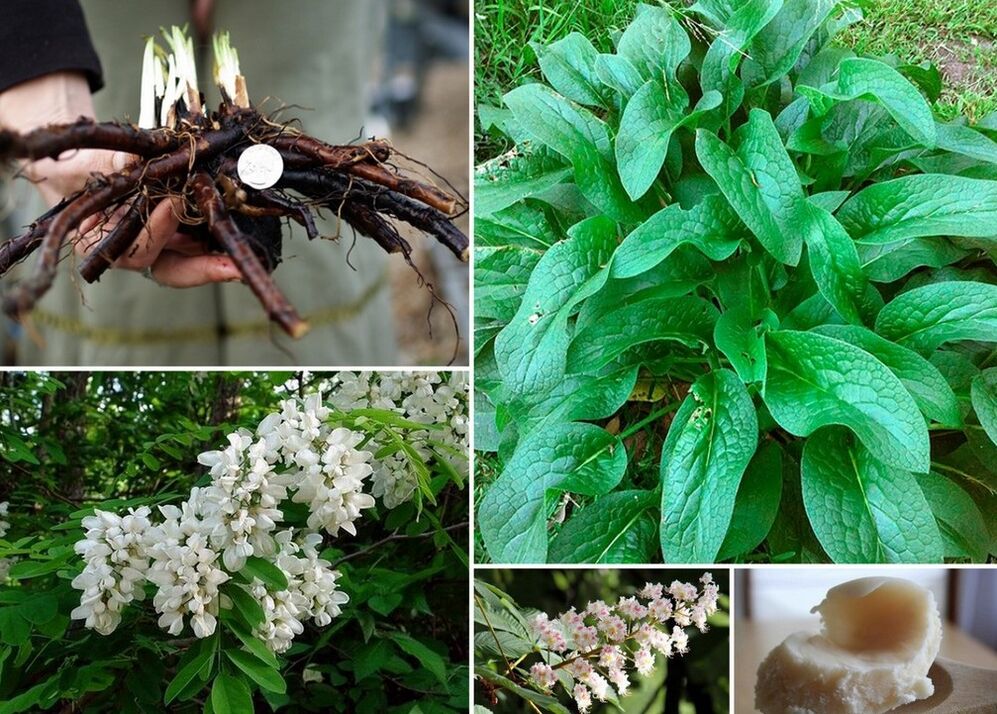 lily of the valley for the treatment of varicose veins